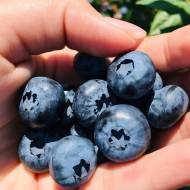 Саджанець Лохина Река в контейнері